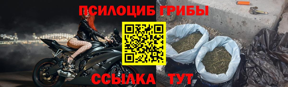 Черняховск  Псилоцибиновые грибы Cubensis  Вход с VPN  Псилоцибиновые грибы Psilocybine cubensis 